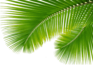 leaf-1