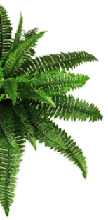 leaf-3